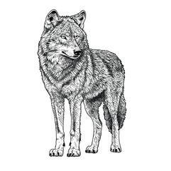 black and white wolf vector illustration © prasetyowisnu
