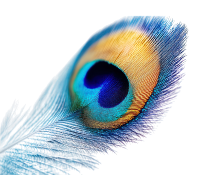 Vivid peacock feather detail on a black background