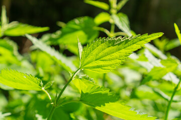 Vibrant green stinging nettle leaves illuminated by sunlight in a natural outdoor setting, concept of wild plants, natural medicine, herbalism.