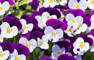 A viola pansy was found in an outdoor flower bed. Warm spring sunshine - viola tricolor, little...