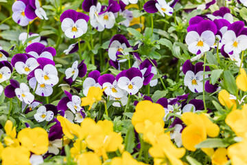 A viola pansy was found in an outdoor flower bed. Warm spring sunshine - viola tricolor, little...
