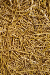 Close up of dried golden straw or hay creating a textured background, concept of agriculture, rural life, animal feed