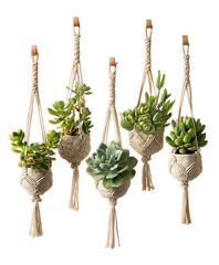 Set of five macrame plant hangers with succulents.