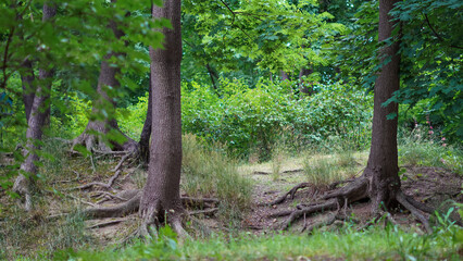 Fototapeta premium Exposed tree roots spreading over forest ground in natural environment