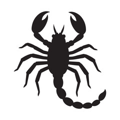 A scorpion  Silhouette White Background. 