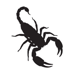 A scorpion  Silhouette White Background. 