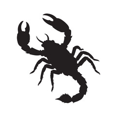 A scorpion  Silhouette White Background. 