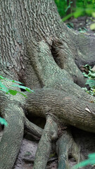 Organic root system spread across woodland ground under tree canopy