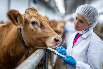 veterinarians at large cow farm checking cow's health