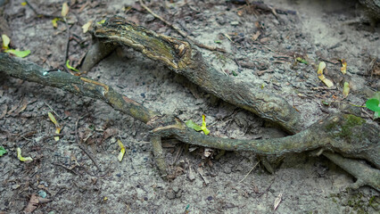 Botanical roots in woodland with tree base and lush wild forest floor