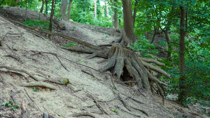 Fototapeta premium Twisted tree roots in deep forest landscape with natural earthy tones