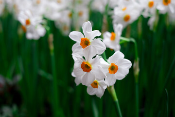 A close-up shot of blooming white daffodils with bright orange centers, standing tall against a...