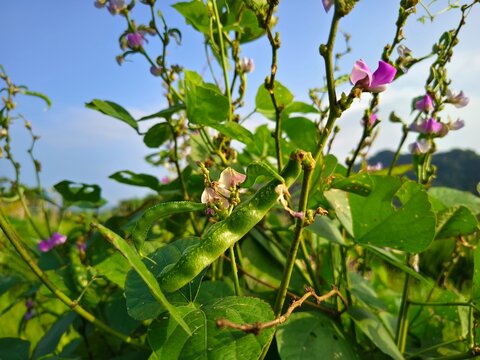 A lush garden of jack bean or Canavalia ensiformis with green leaves against a blue sky background