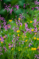 Colorful wildflowers sway gently in the breeze, filling the meadow with life and fragrance