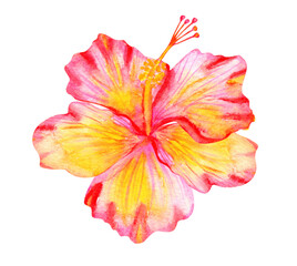Beautiful hibiscus watercolor vintage flower hand drawn illustration isolated on white