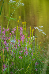 Colorful flowers bloom by the tranquil pond, creating a vibrant display along the water's edge
