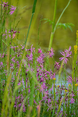 Pink flowers bloom by calm waters, framed by tall grass and soft morning light