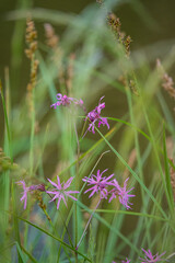 Delicate pink wildflowers rise gracefully among tall, green grass near a peaceful body of water