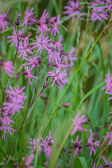 Pink flowers rise amid lush greenery, celebrating nature's beauty in early spring