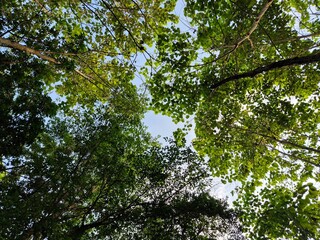 A View up to the trees in the forest. Natural and beautiful green summer background