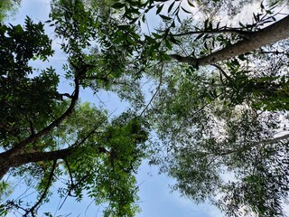 A View up to the trees in the forest. Natural and beautiful green summer background