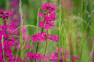 Bright pink flowers bloom extensively, adding color to the green grass field under clear skies