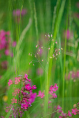 Colorful wildflowers and tall grasses create a lively atmosphere in a sunlit meadow