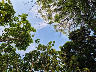 A View up to the trees in the forest. Natural and beautiful green summer background. Copy space