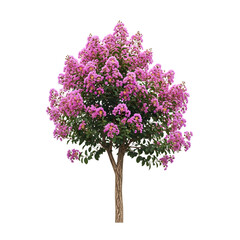 A beautiful pink crape myrtle tree in full bloom with green leaves isolated on transparent background
