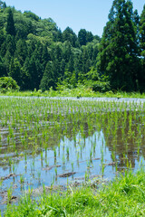 田植えを終えた若桜氷ノ山の棚田の風景 鳥取県 若桜町