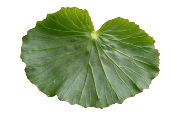Explore Green Leaf With Veins, Nature Detail and Green Concept Theme.