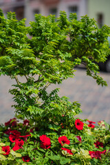 Lively green plants and bright red flowers create a cheerful atmosphere in the urban plaza