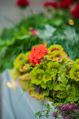 A vibrant array of flowers in bright orange and green celebrates nature's beauty