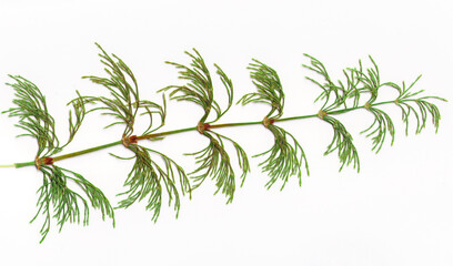Obraz premium High resolution scan of Wood Horsetail, Equisetum sylvaticum. Perennial herb. Close up isolated on white background