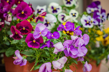 Colorful pansies brighten the garden in early spring, enhancing the landscape