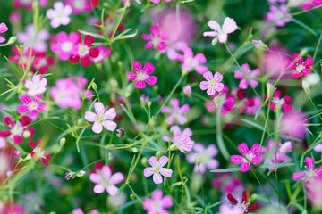 Delicate Pink and White Flowers in a Lush Green Background