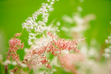 Delicate Pink and White Wildflowers Against a Vibrant Green Background