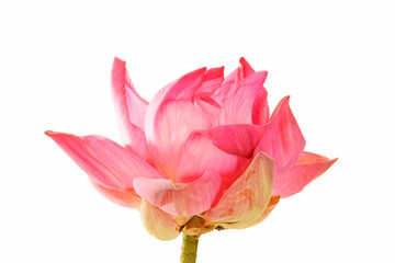 Elegant Pink Lotus Flower Blooming on Isolated White Background