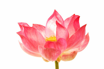 Elegant Pink Lotus Flower Blooming Against White Background