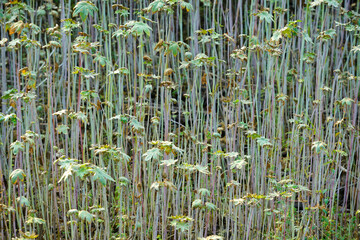 Lush Green Plant Life in a Natural Habitat with Delicate Foliage