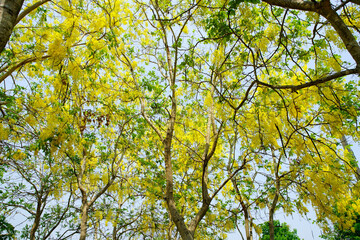 Bright Yellow Blossoms of Golden Shower Trees in Lush Green Setting