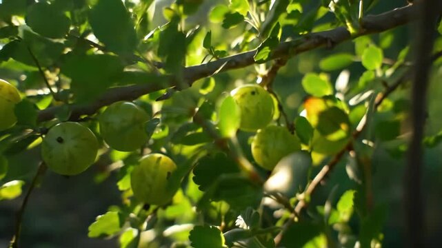 amalaki plant - Lush green branches adorned with ripe fruits, dappled sunlight filtering through leaves, creating a serene outdoor atmosphere in a natural setting