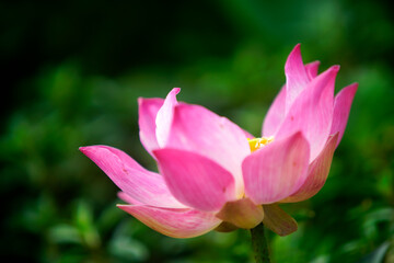 Beautiful Pink Lotus Flower in Full Bloom Against Green Background