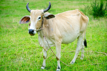 Brown Cow Grazing in Lush Green Meadow with Calm Atmosphere