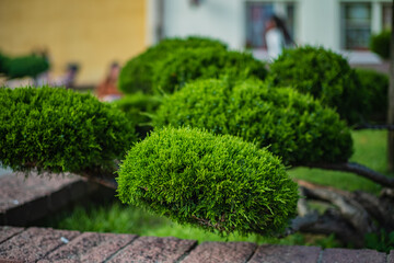 Lush green shrubs showcase unique shapes in a serene garden, adding charm to the surroundings