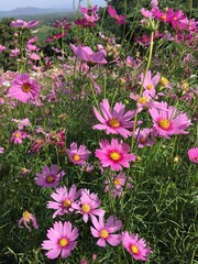 Stephania erecta Craib in a pot with natural light. Natural background and wallpaper. Soft focus, Select focus.