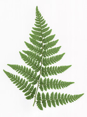 Isolated frond of Dryopteris filix-mas (male fern) on white background.