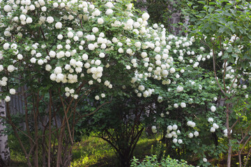 Viburnum bush with white flowers in the garden. This is Viburnum buldenezh