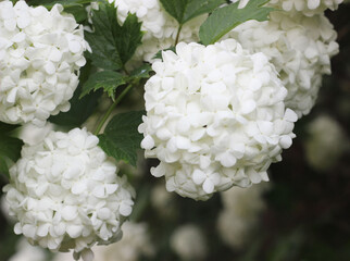 Viburnum Buldenezh flowers in the garden