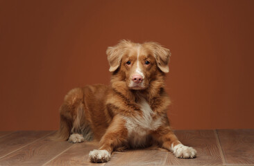 A Nova Scotia Duck Tolling Retriever dog rests calmly on a wooden floor against a warm orange...